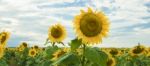 Sunflowers In A Field In The Afternoon Stock Photo