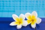 Frangipani Flower On Pool Stock Photo