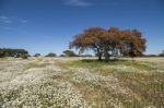 Spring Landscape In Alentejo Stock Photo