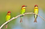 Chestnut-headed Bee-eater Bird Stock Photo