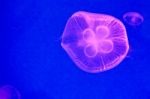 Moon Jellyfish Stock Photo