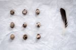 Quail Eggs Flat Lay Still Life With Food Stylish Stock Photo