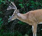 Beautiful Isolated Picture Of A Wild Male Deer With The Horns Stock Photo