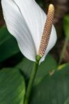 Spathiphyllum Stock Photo