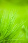 Green Grass Stock Photo