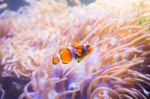 Cartoon Fish Near Sea Anemone Stock Photo