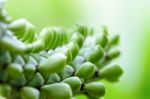 Green Plants For Background Stock Photo