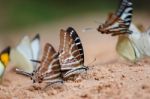 Diversity Of Butterfly Species,butterfly Eating Salt Licks On Ground Stock Photo