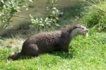 Eurasian Otter (lutra Lutra) Stock Photo