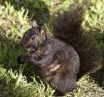 Beautiful Picture With A Black Squirrel Stock Photo