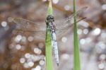 Keeled Skimmer Dragonfly Stock Photo