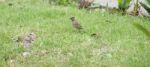 Rufous-collared Sparrow (zonotrichia Capensis) Stock Photo