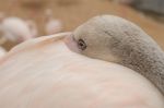 Portrait Of A Flamingo Stock Photo