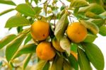 Persimmons Stock Photo