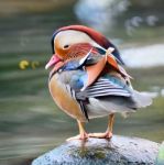 Male Mandarin Duck Stock Photo