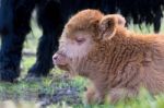 Head Of Lying Brown Newborn Scottish Highlander Calf Stock Photo