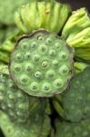 Lotus Seed Stock Photo