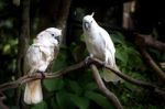 White Cockatoo Stock Photo