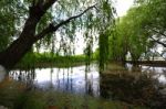 Trees Near The Lake And River Stock Photo