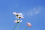 Cosmos Flowers With Blue Sky Stock Photo