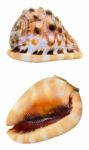 Shell Of Cypraecassis Rufa Or Bullmouth Helmet Stock Photo