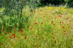 Wild Poppies In A Field In Tuscany Stock Photo