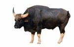 Gaur Isolated Stock Photo