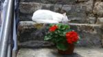 White Cat Resting On Step D Stock Photo