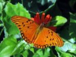 Butterfly Collecting Pollen Stock Photo