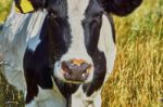 Cow On A Summer Pasture Stock Photo