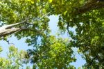 Bottom View Of Tree And Branches With Green Leaves And Blue Sky Stock Photo