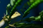 Lizard In Green Nature Stock Photo