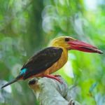 Male Brown-winged Kingfisher Stock Photo