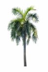 Palm Tree Isolated On White Background Stock Photo