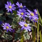 Blue Anemone Flowers With A Yellow Centre Stock Photo