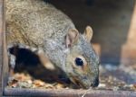 Isolated Picture With A Funny Squirrel Eating Nuts Stock Photo