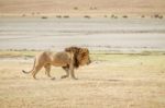 Lion  In Serengeti Stock Photo