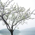 Peach Trees Blossoming Stock Photo