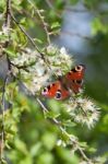 European Peacock Butterfly (inachis Io) Feeding On Tree Blossom Stock Photo