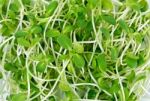 Sunflower Sprouts On The White Background Stock Photo