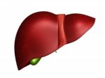 Human Liver Stock Photo