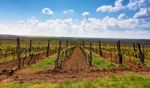 Rows Of Vineyard Grape Vines. Spring Landscape With Green Vineya Stock Photo