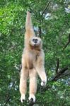 White Gibbon Stock Photo