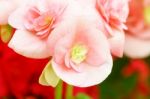 Pink Begonia Flower In Garden Stock Photo