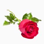 Beautiful Red Rose Isolated On White Background Stock Photo