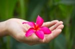 Flower In Hand Stock Photo