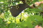 Beehive On A Flower Tree Branch In Thailand Stock Photo