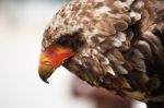 Bateleur Eagle Stock Photo