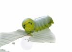 Caterpillar Of  Butterfly On Leaf Stock Photo