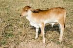 One Brown Calf Graze In The Field On The Farm Stock Photo